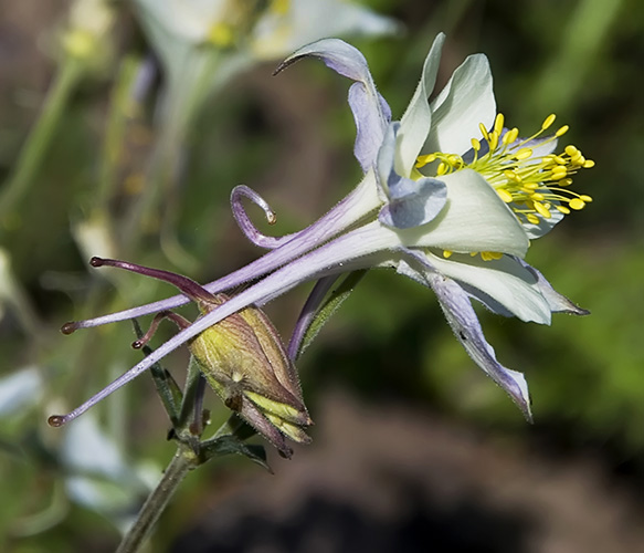 purple columbine